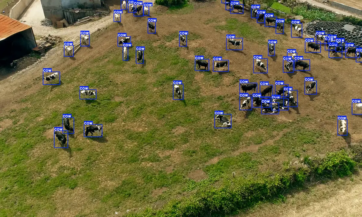 Aerial view of a hillside pasture with every cow detected and boxed